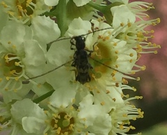 Molorchus bimaculatus