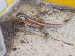 Leiocephalus personatus