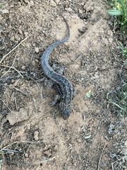 Uta stansburiana