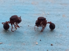 Mycetomoellerius jamaicensis