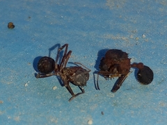 Mycetomoellerius jamaicensis
