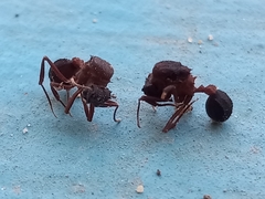 Mycetomoellerius jamaicensis