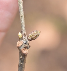 Callirhytis rugulosa