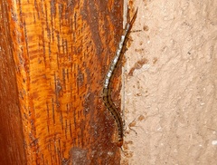 Scolopendra morsitans