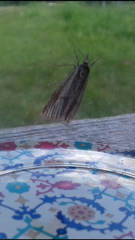 Thisanotia chrysonuchella