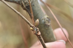 Callirhytis rugulosa