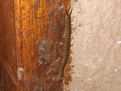 Scolopendra morsitans