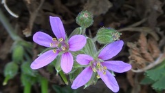 Erodium