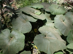 Cucurbita maxima