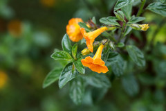 Streptosolen