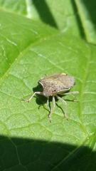 Holcostethus albipes