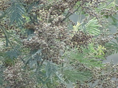 Dasineura rubiformis