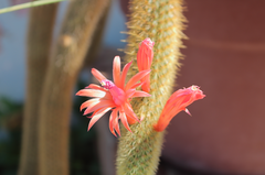 Cleistocactus winteri