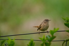 Troglodytes aedon chilensis