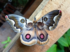 Polythysana cinerascens