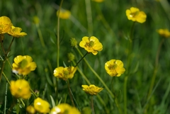 Ranunculus songaricus