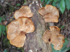 Pseudofavolus