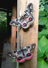 Polythysana cinerascens