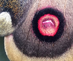 Polythysana cinerascens