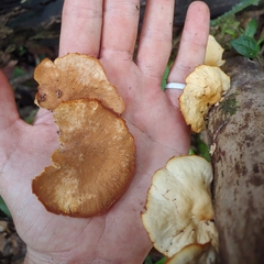 Pseudofavolus