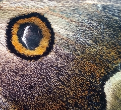 Polythysana cinerascens