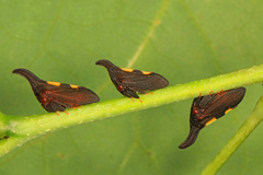 Two-marked Treehopper Complex