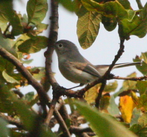 Polioptila caerulea