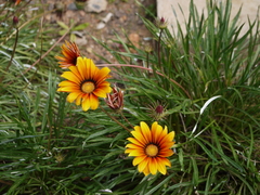 Gazania