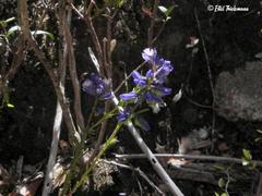 Polygala gnidioides