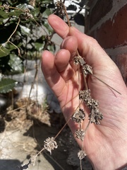 Cichorium intybus