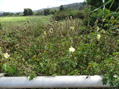 Hibiscus diversifolius