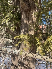 Thuja occidentalis