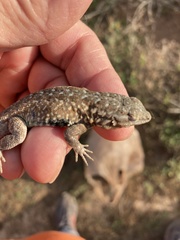 Uta stansburiana elegans