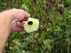 Hibiscus diversifolius