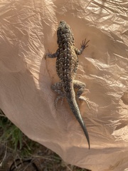 Uta stansburiana elegans
