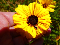 Lebia cyanipennis