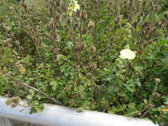 Hibiscus diversifolius