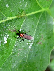 Bibio hortulanus