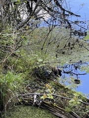 Trachemys scripta scripta