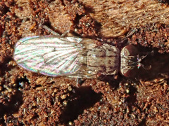 Lispocephala alma