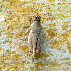 Systolederus cinereus