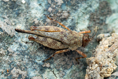 Systolederus cinereus