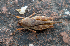 Systolederus cinereus