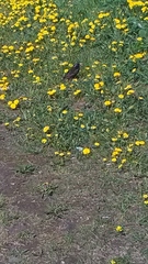 Sturnus vulgaris