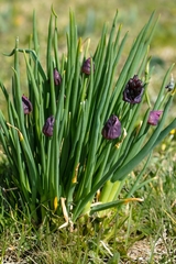 Allium atrosanguineum