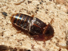 Quedius xanthopus