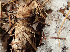 Piceomphale bulgarioides