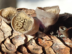 Piceomphale bulgarioides