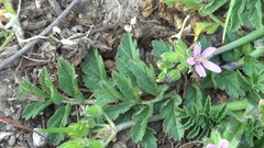 Erodium