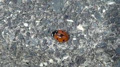 Coccinella septempunctata